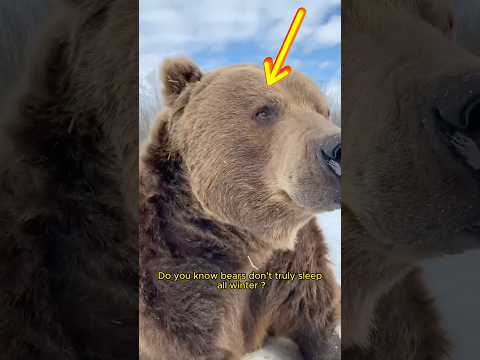 Why Do Bears Hibernate All Winter ? 🐻❄️