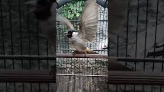 Download lagu kutilang gacor garuda nagen 100% ampuh untuk pancingan ~ Bidin doangz mp3