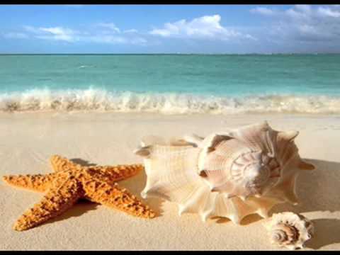 SHELLS  ON  THE  BEACH