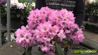 Rhododendron Hybride Duke of York 