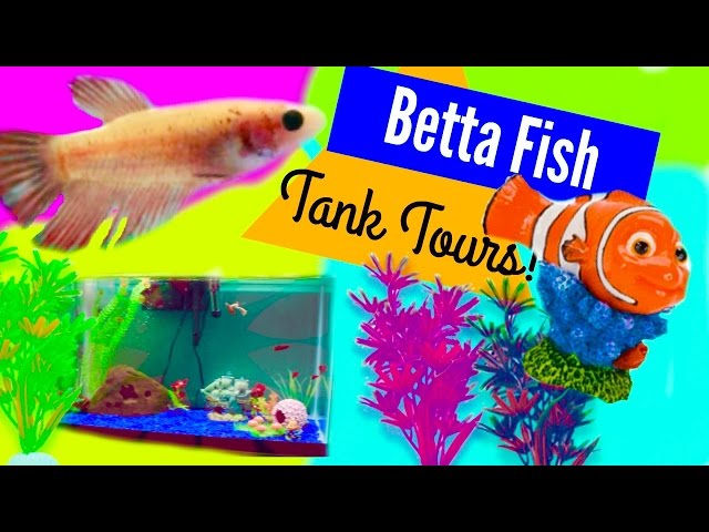 Betta Fish Tank Tour| 29 Gallon!!