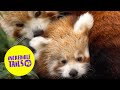 Baby red panda 'Little Red' takes first steps outside | SWNS