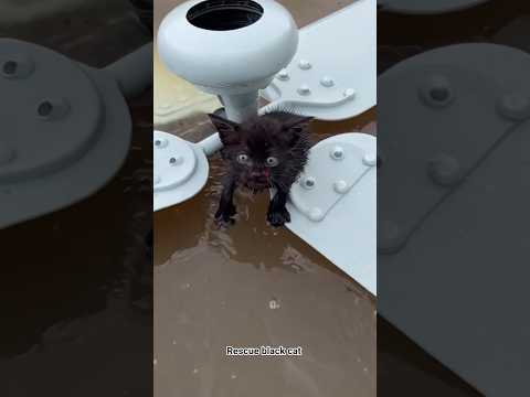 Black cat rescued on top of celling fan during a havey flood 😿💔