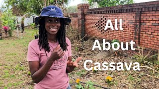 Cassava: Everything You Need to Know