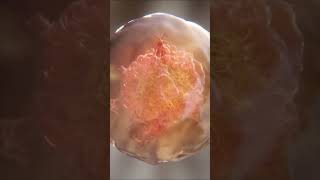 What is Cell division  Short cell division 3D animation || #cell