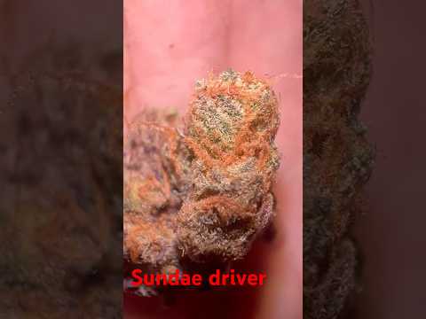Sundae driver strain review (phinest cut)