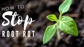 How to Save Tomato Plants From Root Rot Or Wilt