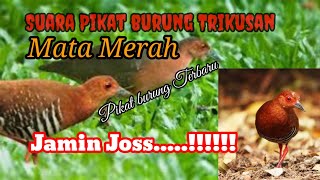 Download lagu suara pikat burung tikusan mata merah SUPER Ampuh terbaru / pikat burung sawah #pikat #burung #sawah mp3