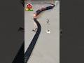 Baby pterodactyl is crossing the railway track and the train is approaching fast | Pterodactyl Cow 🐄