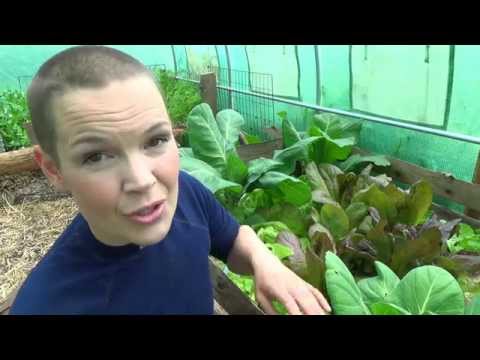 Tunnelväxthus maj 2015