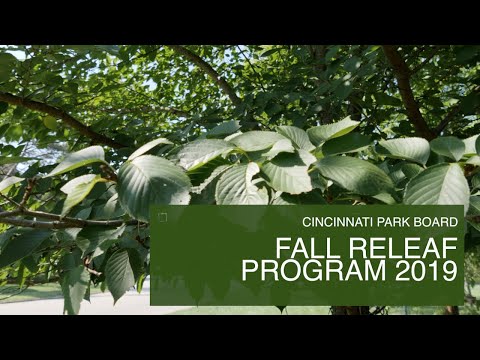 Learn About: Eastern Redbud Tree