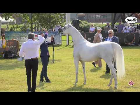 N 140 ROYAL LAVITA BELLA   Strohen 2021 International B Show   Mares 7 9 Years Old Class J