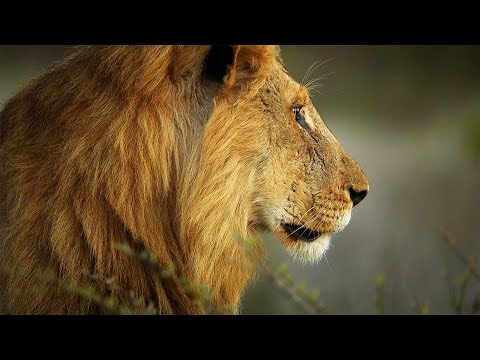 The Untold Story of Kruger’s Lion Queen (4K Documentary)