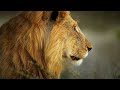 The Untold Story Of Kruger S Lion Queen 4K Documentary