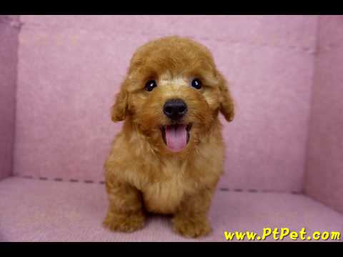 01/26紅貴賓公幼犬