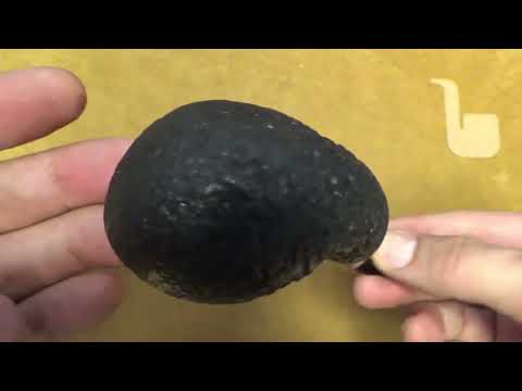 Pipa Ser Jacopo (R1) rusticata - Bent Apple - SJ316