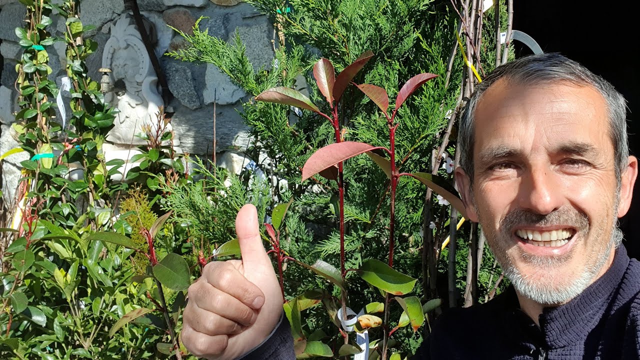 Alberi e arbusti ornamentali del mio giardino (diretta)