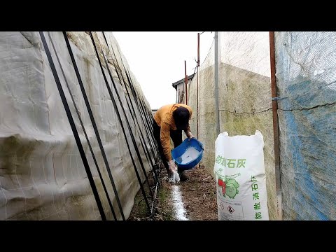 自然に家の庭でヘビを追い払い、怖がらせて追い払う植物は何ですか