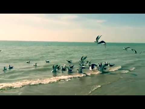 Taaranu - Birds on beach