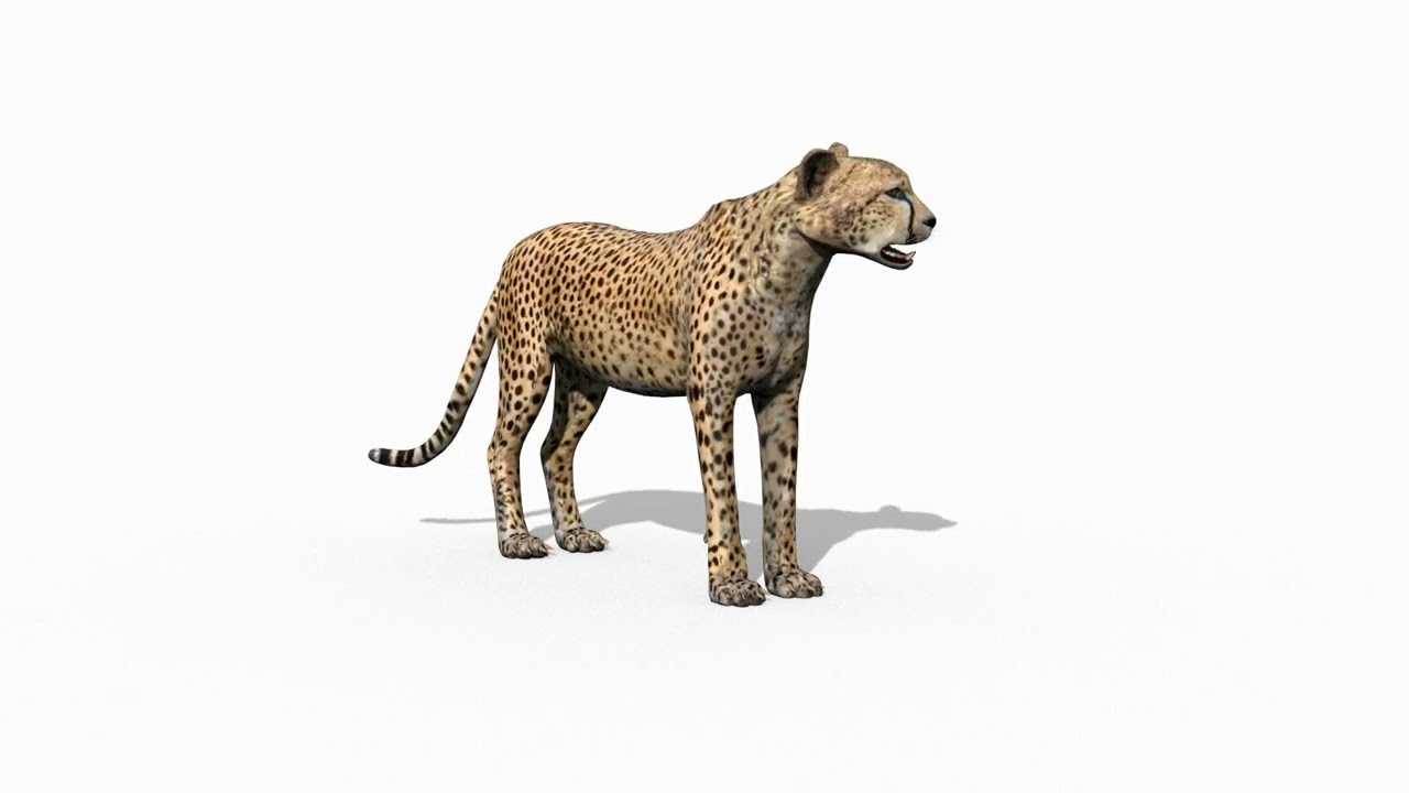 Cheetah mais real - 8k - anima&ccedil;&atilde;o em 3D Modelo 3D