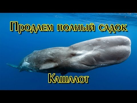 Русская Рыбалка 3.99 (Russian Fishing) Продаем кашалота полный садок
