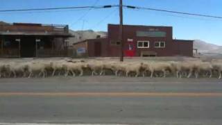 preview picture of video 'St. Patty's Day Sheep Run'