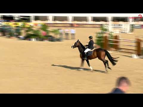 Cascadello Boy RM   Warendorf   Prfg 36