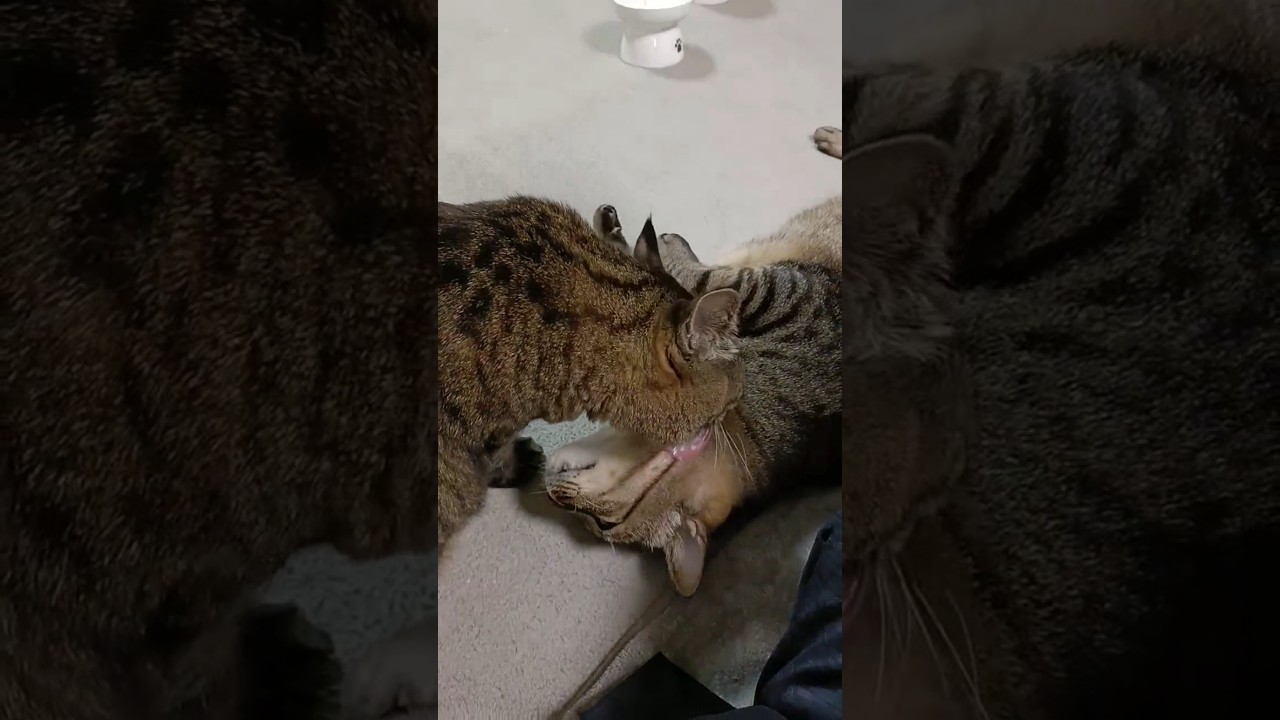 ペロペロをお願いする態度が悪すぎる猫。 #猫 #cat #shorts