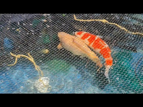 THEY SPAWNED!!! Koi Breeding 2020 - 1/1 Karashigoi X Kohaku EP2