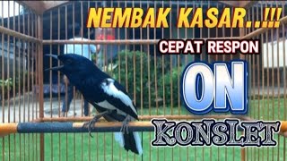 Download lagu Kacer gacor BONGKAR MAETERI KASAR/pancingan burung/ terapi mental kacer#kicaumaster#kacernembakkasar mp3 Download lagu Kacer gacor BONGKAR MAETERI KASAR/pancingan burung/ terapi mental kacer#kicaumaster#kacernembakkasar mp3