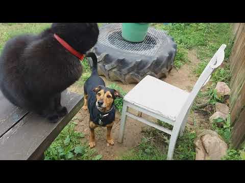 Zagroda Zalipie - Mały i kotek