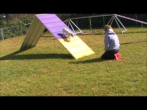 Backing up AF as part of Rocky's rehab to strengthen his patella