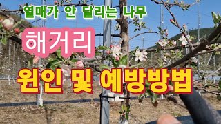 해거리 원인 및 예방방법