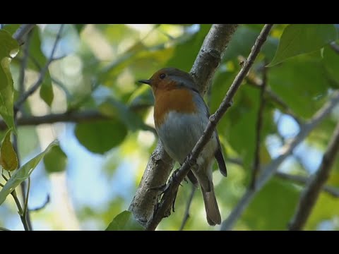 Ptice Hrvatske - Crvendać (Erithacus rubecula) (Birds of Croatia - Robin) (11/13)
