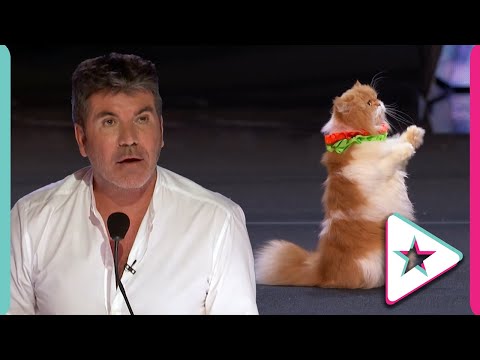 World's Most Well Trained Cats Audition for AGT!