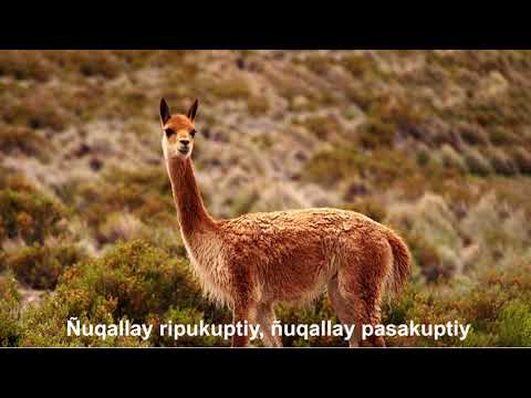 Toda la Vidallachu (letra)