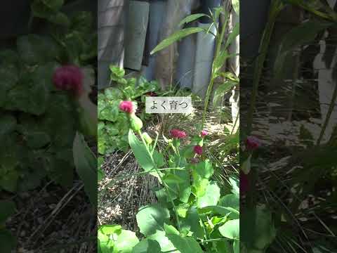 モダンな庭園の多年生植物、草、木  庭園