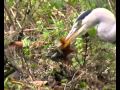 Heron Catches And Eats A Toad Or Is It A Frog