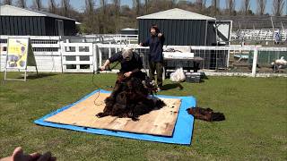 4月17日【びわ湖放送ニュース】ブルーメの丘のヒツジたちも衣替えの季節