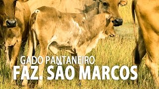 preview picture of video 'Conheça um pouco do Gado Pantaneiro (Jardim - MS)'
