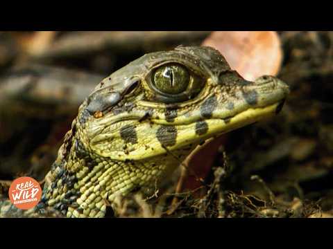 Der Wilde Essequibo: Der Gefährlichste Fluss Südamerikas | XXL Doku