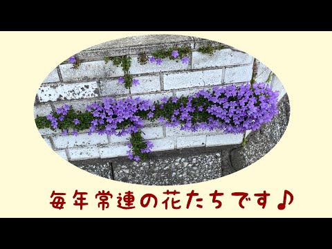 園芸 カントン フェアリー ベル、カントン ディスポルム