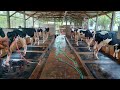 Modern Dairy Farm Super Cow With 20 Liter Milk Production Clean And Well Maintained Barn