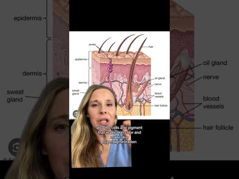 What is the epidermis? Learn about your skin series: the Epidermis. #skin #dermatology