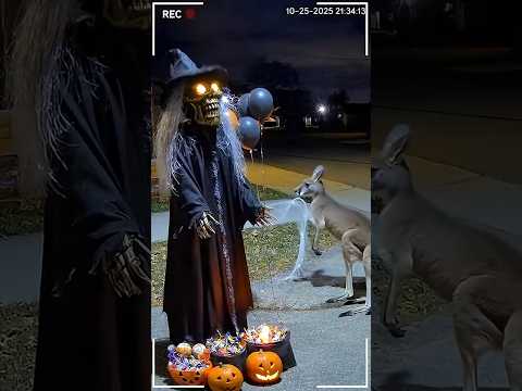 Kangaroo vs Halloween Witch Robot! 🎃🤖💥 | Caught on CCTV | Realistic Halloween Short