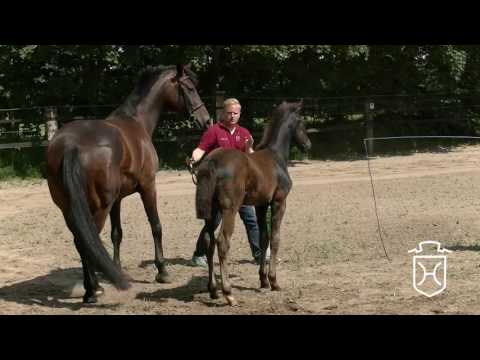 IZ127 Hengstfohlen von Cornet Obolensky - Contender - Aljano