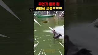 뭔가 잘못된 새관찰
