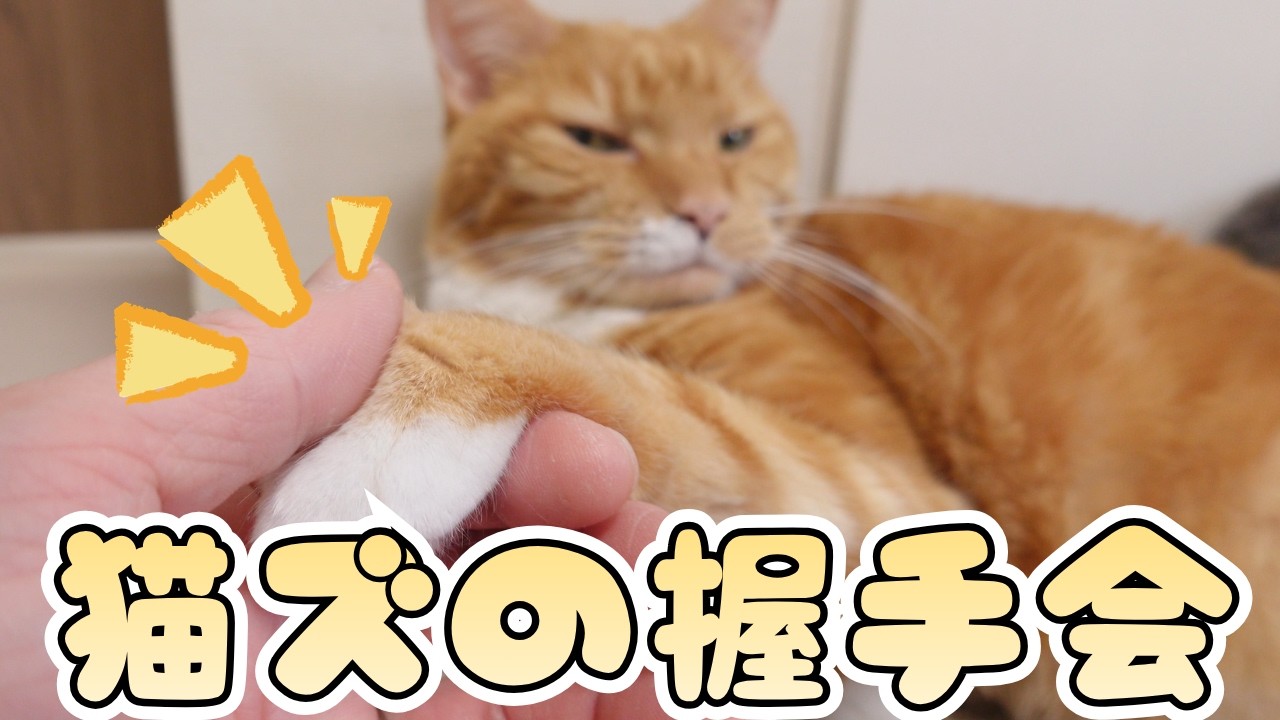 猫ズの握手会。握手をしたらすぐにゴロゴロ言う猫。