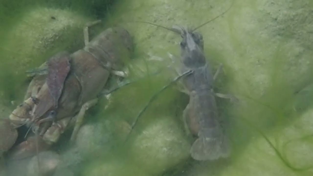 Il gambero di fiume