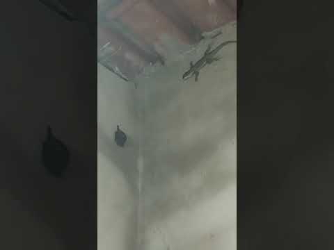 Chácara Pedacinho do Céu Piracanjuba GO